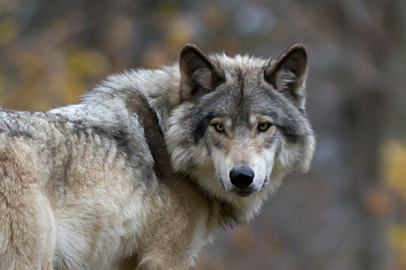Rewilding: hoe wilde natuur België opnieuw verovert