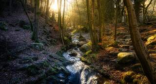 Bos rond de Ninglinspo, voor een mooie boswandeling in België