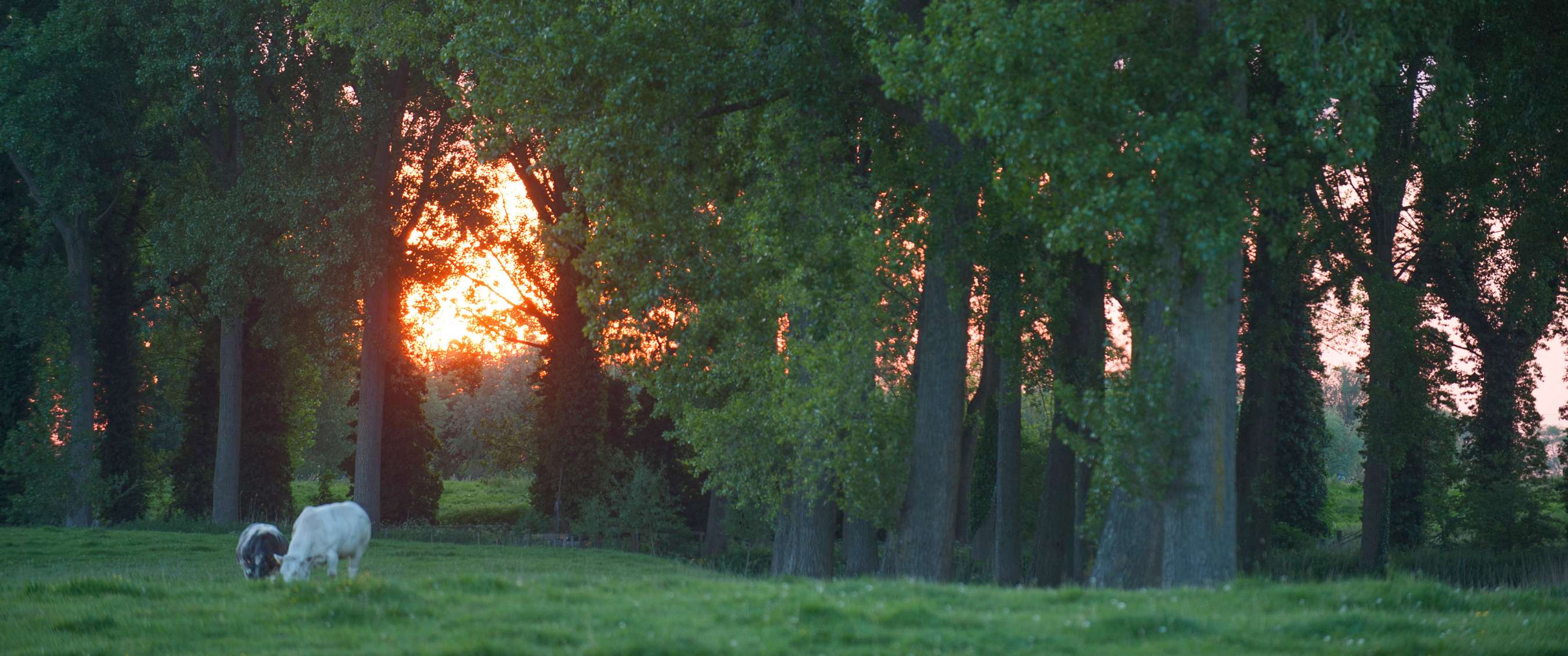 Wandelroute van A.S.Adventure en Natuurpunt de stadswallen van Damme