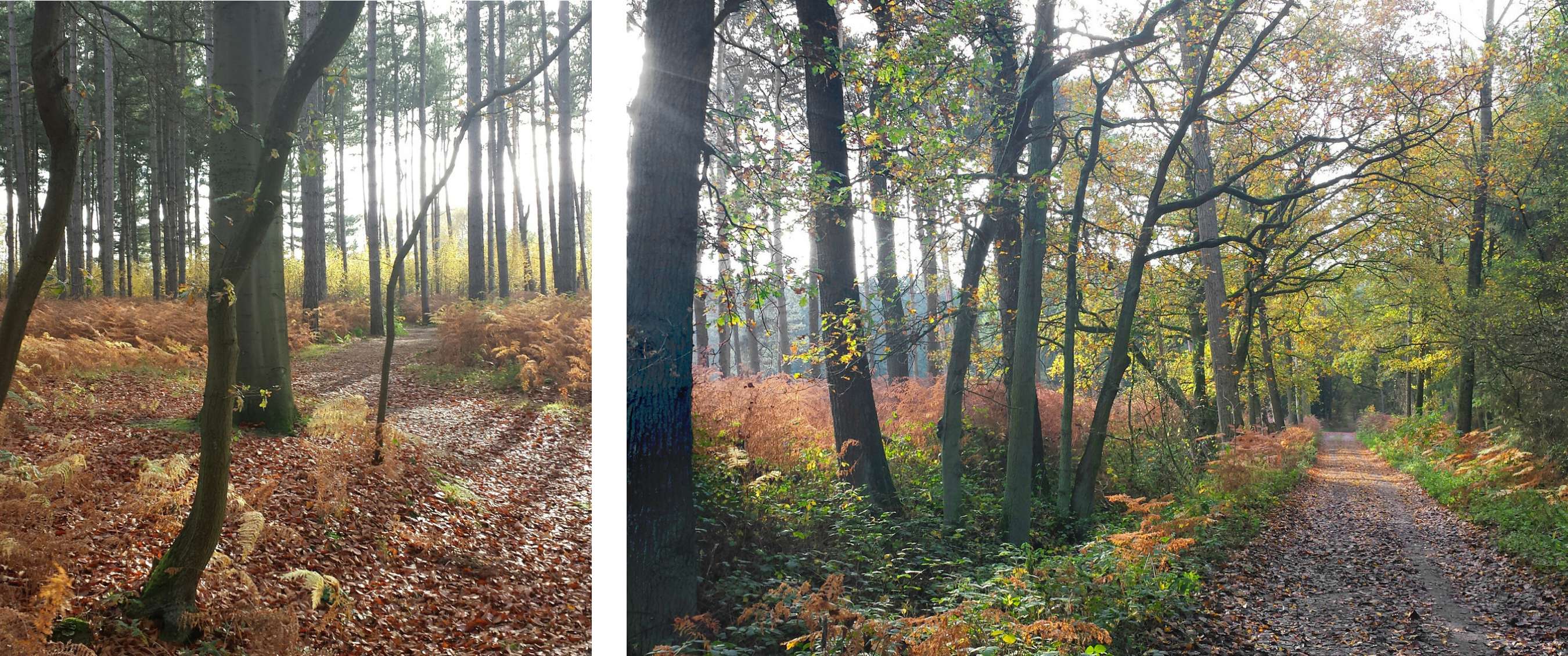 Wandelroute van A.S.Adventure en Natuurpunt in het Heidebos